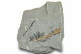 Pennsylvanian Plant Fossil Association - Kentucky #252369-1